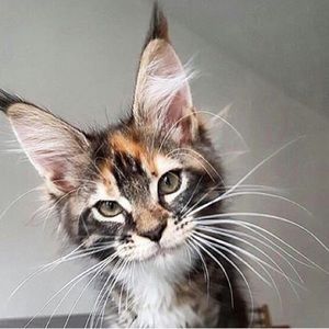 Meet your Posher, Tia